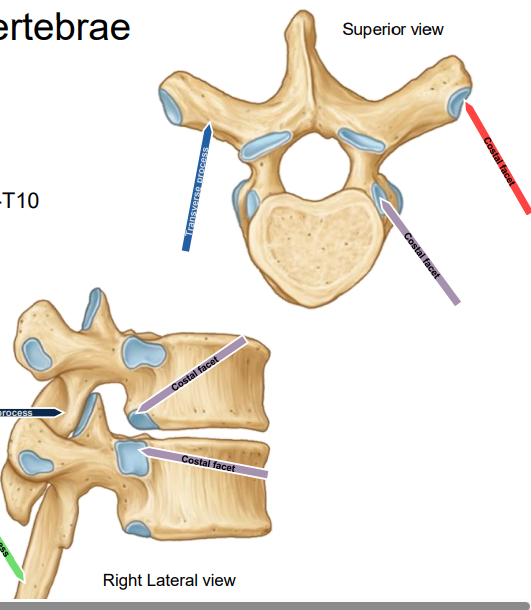 <p>Thoracic vertebrae- Costal facets on all, facets on transverse processes of T1-10; </p><p>Superior view:</p><p>light blue- transverse process</p><p>purple- costal facet</p><p>red- costal facet</p><p>Lateral view:</p><p>green- spinous process</p><p>purple- costal facet</p><p>dark blue- articular process</p>