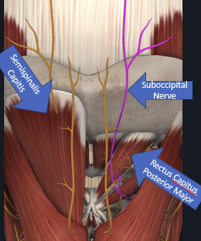 <ol><li><p><span>trauma</span></p></li></ol><ul><li><p><span>direct trauma (including iatrogenic placement of suture through the nerve during surgical procedures, e.g. in closing a posterior fossa craniectomy)</span></p></li><li><p><span>following traumatic cervical extension which may crush the C2 root and ganglion between the C1 arch and C2 lamina</span></p></li><li><p><span>fractures of the upper cervical spine”</span></p></li></ul><ol start="2"><li><p><span>atlanto-axial subluxation (AAS) (e.g. in rheumatoid arthritis) or arthrosis</span></p></li><li><p><span>entrapment by hypertrophic C1–2 ligament</span></p></li><li><p><span>neuromas</span></p></li><li><p><span>arthritis of the C2–3 zygapophyseal joint</span></p></li></ol><p></p>