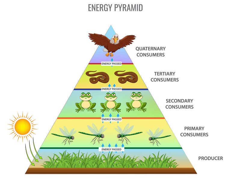 <p>a visual model that illustrates the flow of energy through different trophic levels in an ecosystem, showing how energy decreases from producers to top consumers. </p>