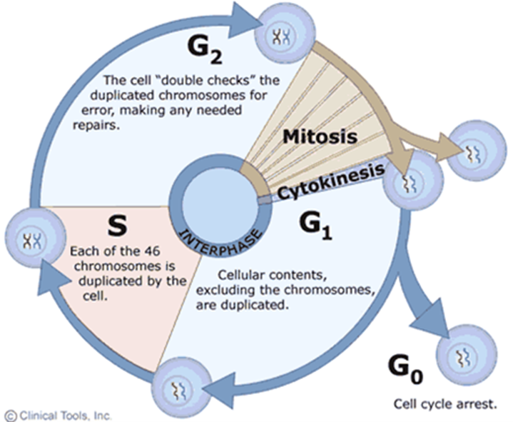 <p><span>Synthesis</span></p><p><span>DNA replication</span></p><p><span>Always go through, regardless of type (aka mitosis vs. meiosis)</span></p>