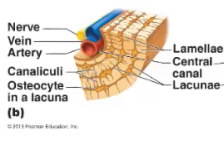 <p><span>are small channels which radiate away from the lacunae; they are filled with extracellular fluid and processes from osteocytes</span></p>