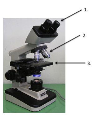 <p>The arrow labeled (3) is pointing toward what structure in the figure below?</p>