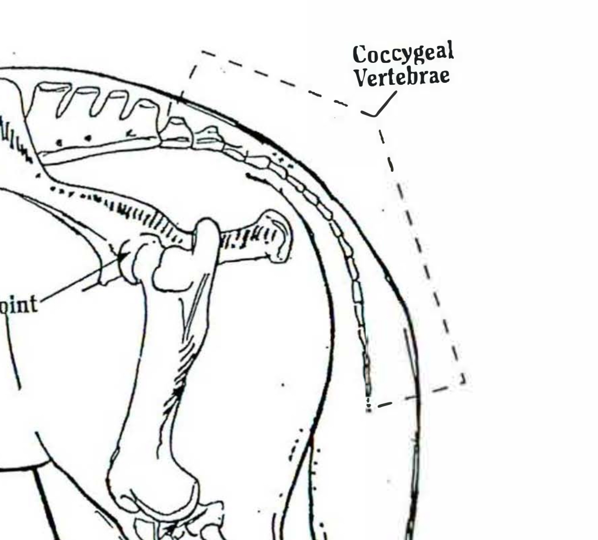 <p>Cogygecel vertebrate </p>