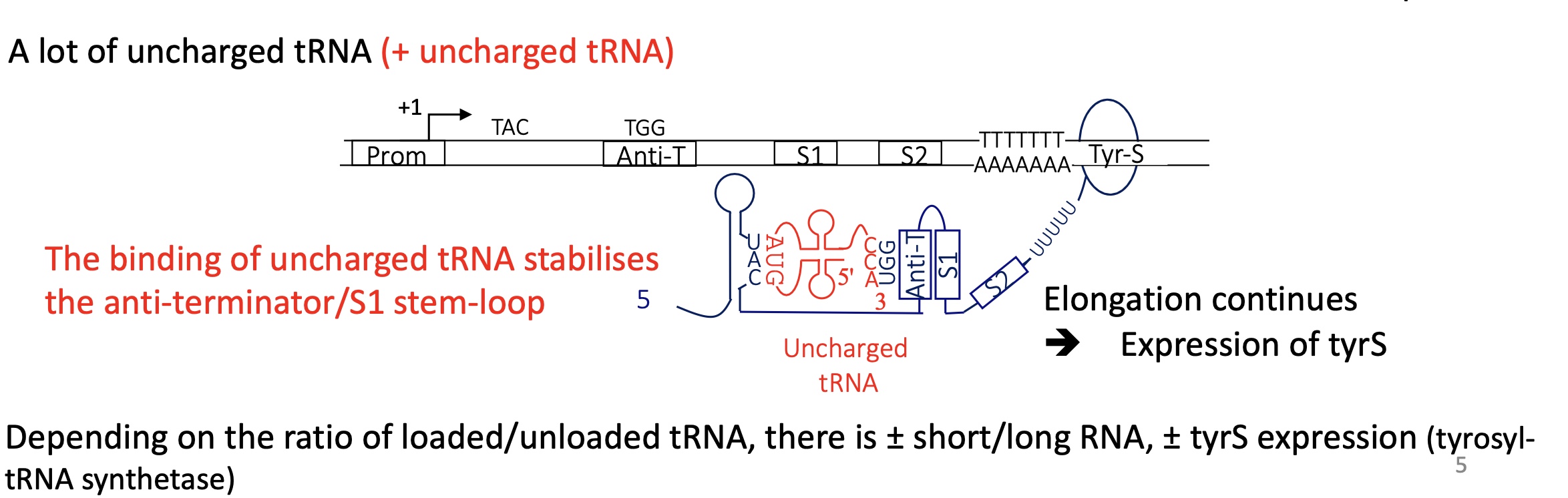 <p>mRNA transcribed : </p><ul><li><p>the uncharged tRNA binds to codon (UAC) on the stem loop structure and the UGG triplet on the T-box</p><ul><li><p>stabilises the formation of an anti terminator team loop structure between T box and S1</p></li></ul></li><li><p>no terminator stem loops structure&nbsp;</p></li><li><p>elongation continues&nbsp;</p></li></ul><p>—&gt; termination at tem 2 and expressie of tyrS</p><p></p>