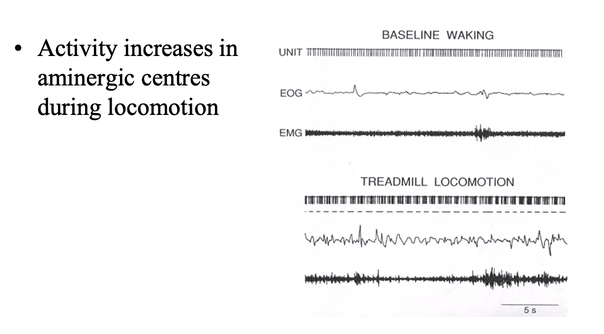 <ul><li><p>5-HT converts a cell that is silent in response to a depolarising input </p></li><li><p>positive current injected into the cell</p></li><li><p>to one generating a high frequency train of action potentials</p><ul><li><p>‘plateau potential’</p></li></ul></li></ul><p></p>