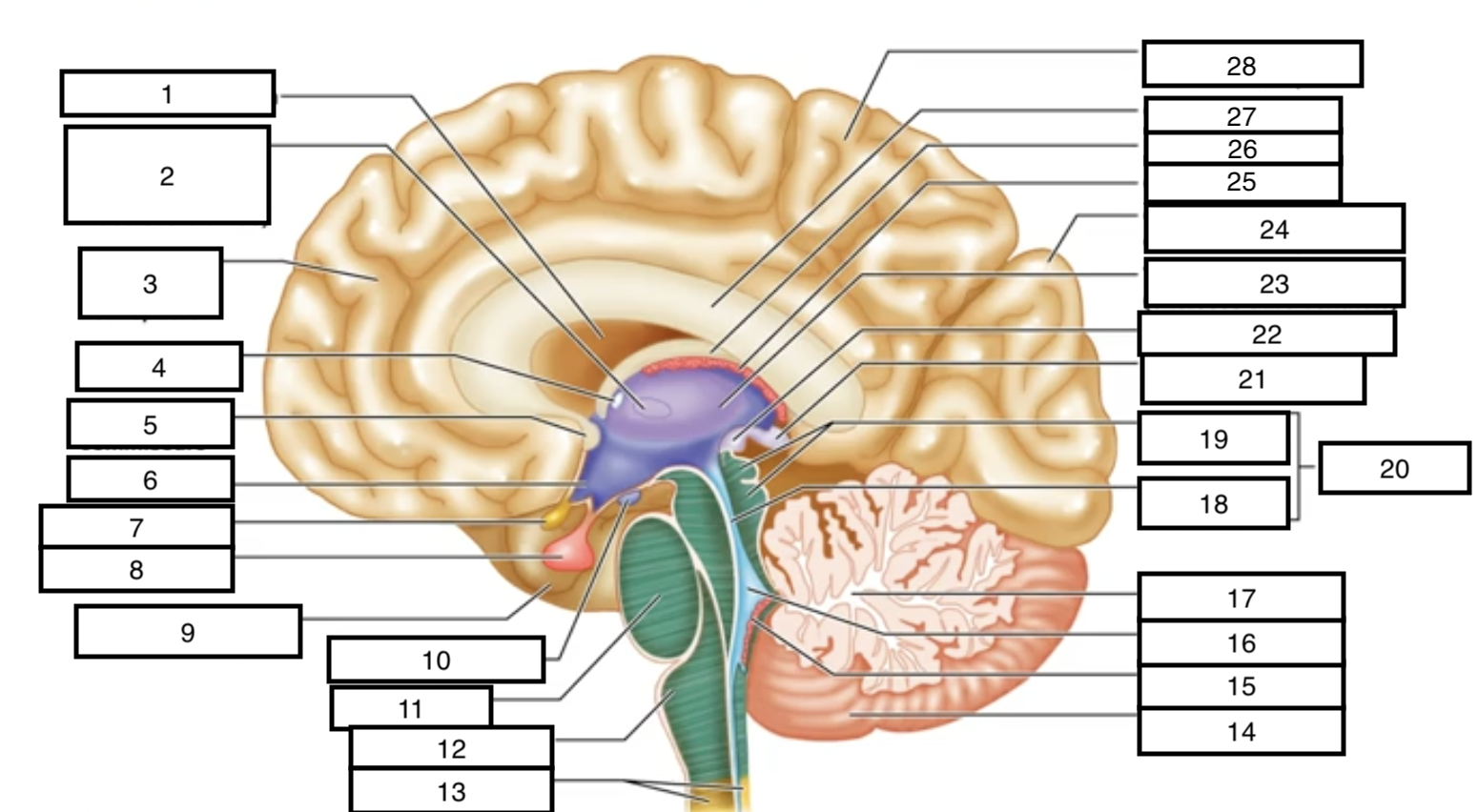 <p>thalamus</p>
