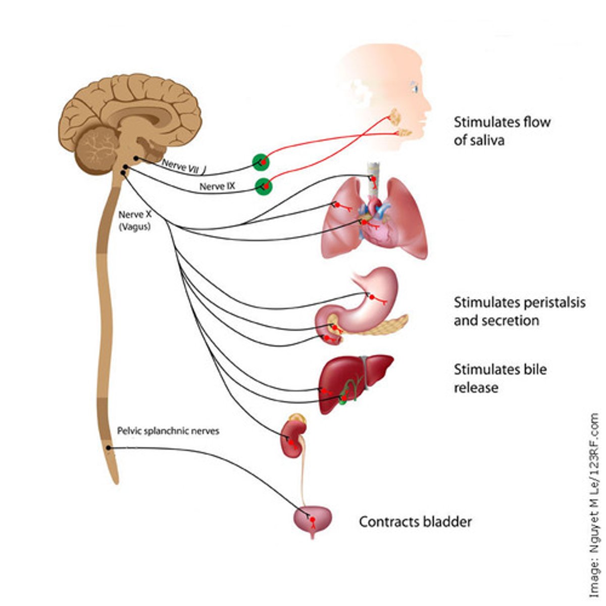 <p>Know that PSNS has craniosacral division</p><p>⦿ CN III: paravertebral chain- to orbital area</p><p>⦿ CN VII: para- to lacrimal area; submandibular &amp;</p><p>sublingual gland</p><p>⦿ CN IX: para- to parotid gland</p><p>⦿ CN X: Para- to heart, lungs, upper gut</p><p>⦿ S2-S4: para- to distal gut</p>