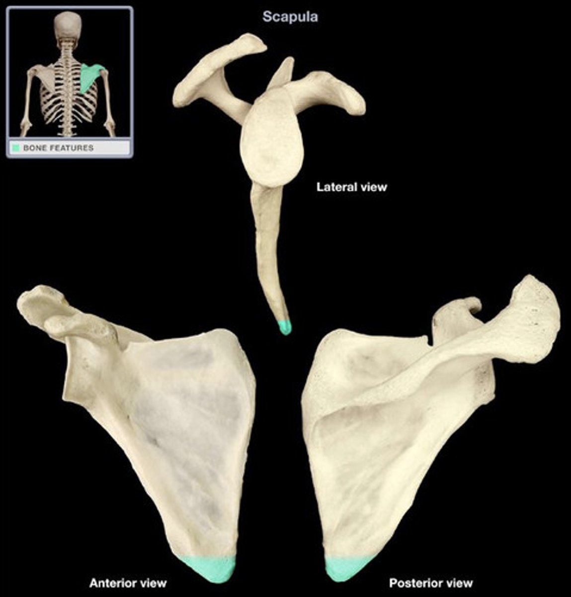 <p>The inferior angle of the scapula is the lowest part of the scapula and is covered by the latissimus dorsi muscle. It moves forwards round the chest when the arm is abducted. The inferior angle is formed by the union of the medial and lateral borders of the scapula.</p>