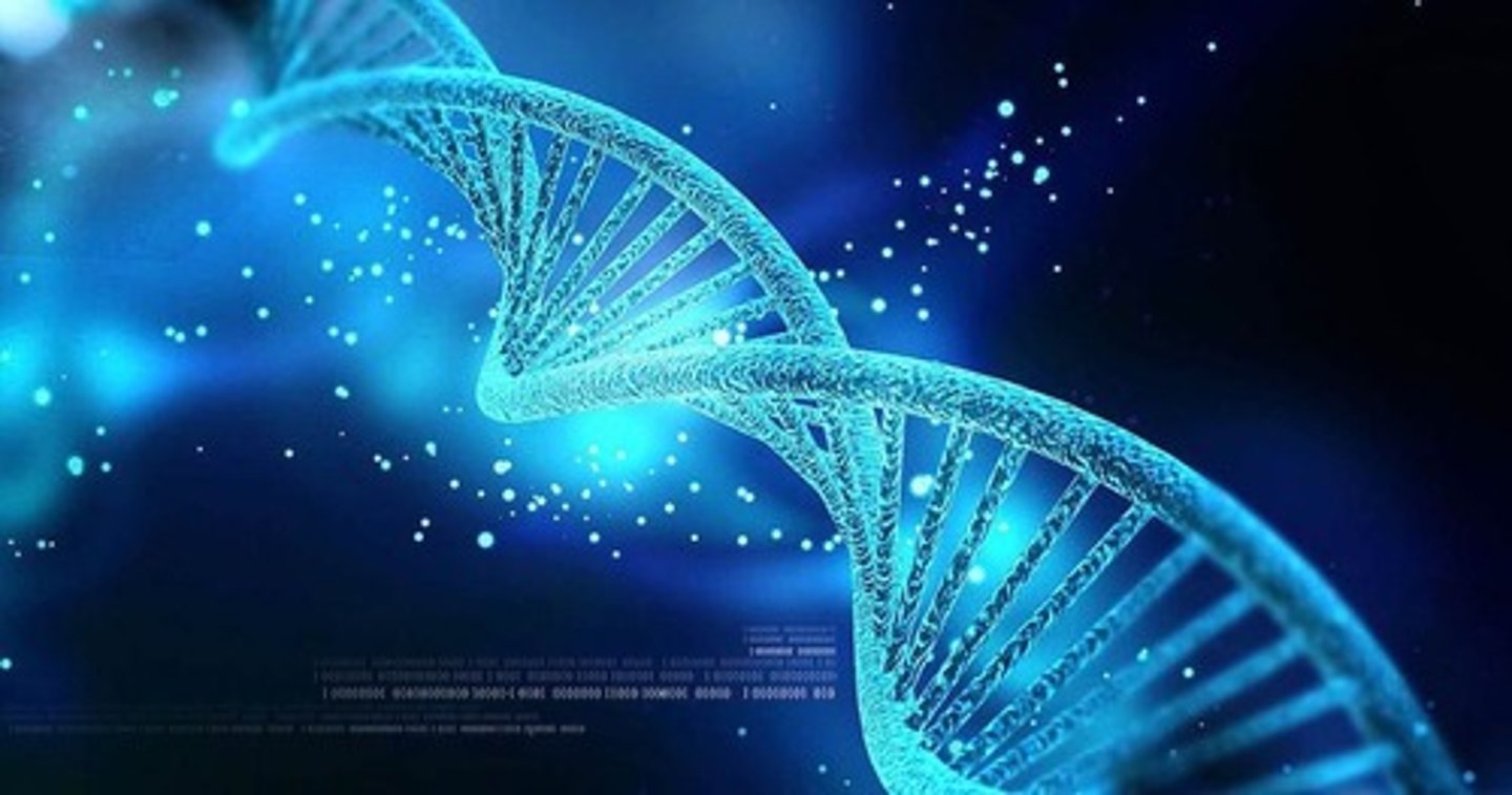 <p>DNA</p>