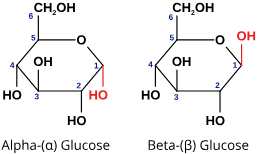 <ul><li><p>Hexose monosaccharide</p></li><li><p>Alpha glucose has a hydrogen at the top of carbon 1</p></li><li><p>Beta glucose has the hydroxyl at the top of carbon 1</p></li></ul><p></p>