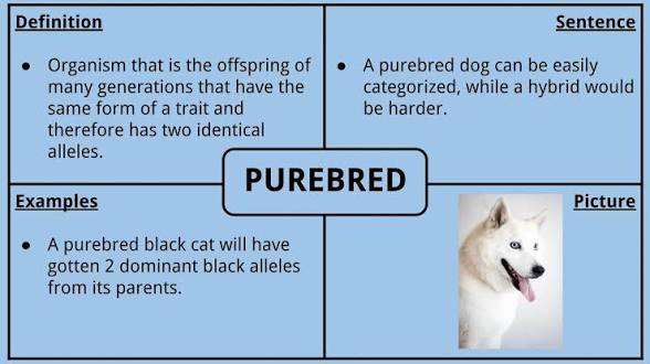 <p><span><span>An organism that is </span></span>homozygous for a particular trait<span><span>; carries </span></span>two identical alleles for the gene controlling that trait<span><span> and consistently passes that trait to offspring.</span></span></p>