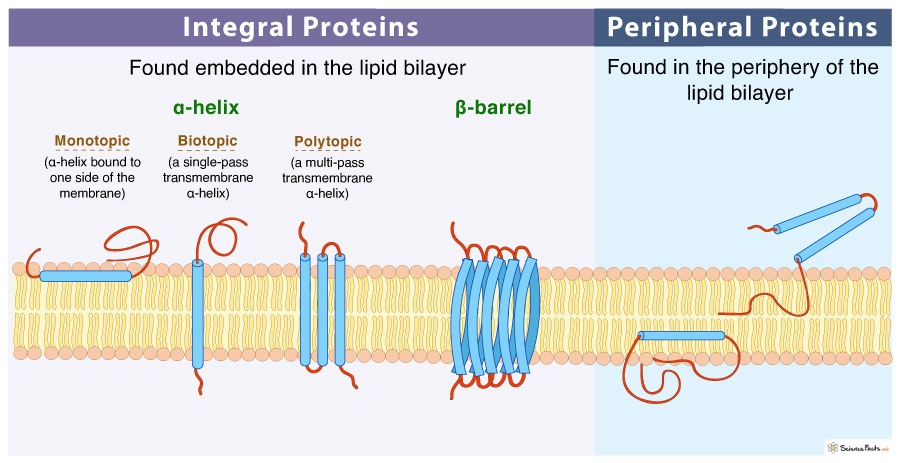 Peripheral proteins are found in the periphery of the bilayer, or sometimes partially embedded into the bilayer

\
Can be extracted through mild conditions.