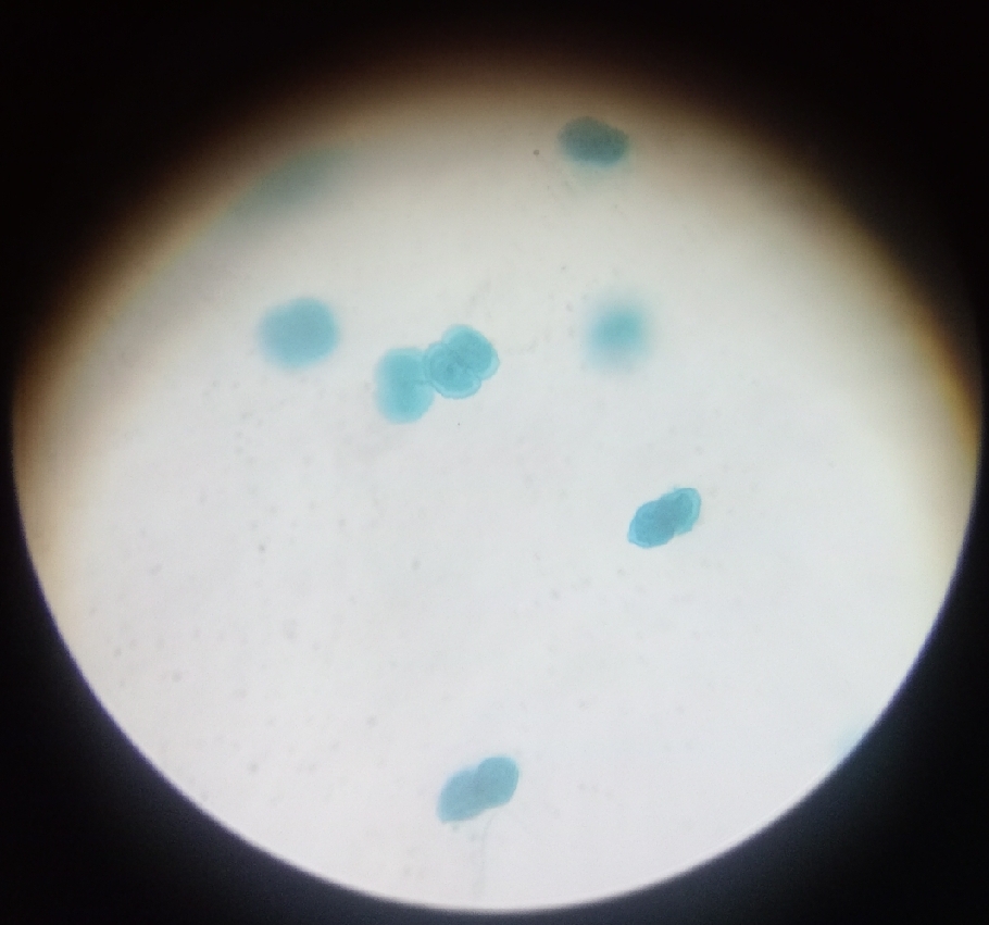 <p>Its name comes from Greek desmos meaning “bond” or “link” and the suffix -idēs meaning “descendant” or “member of a group,” referring to the symmetrical, often mirror-like halves of its unicellular structure.</p>