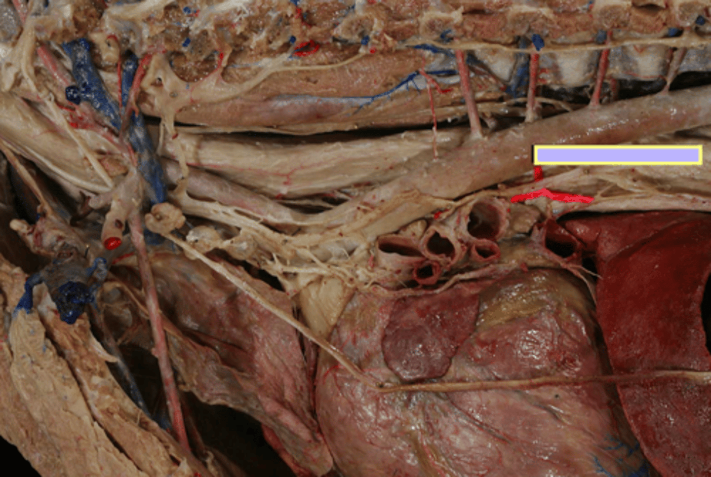 <p>Blood supply of the esophagus:</p><p>- thoracic esophagus (chest region)</p>