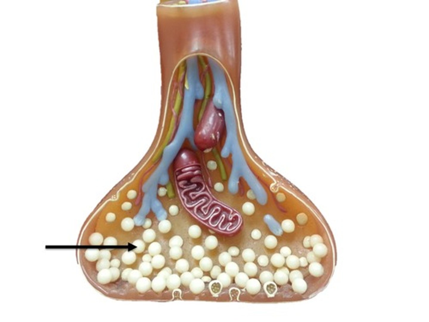 <p>Membrane-bounded compartments in which synthesized neurotransmitters are kept in the axon terminal of neurons.</p>