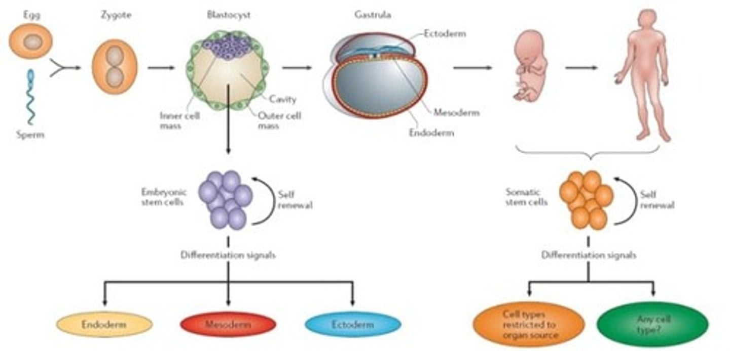 <p>Embryonic Stem cells are cells within a Zygote or other cell during early development. These cells are very potent and can differentiate into hundreds of different cell types. Their purpose is to differentiate into the various cells that will form a fully functional organism. <br><br>Somatic Stem Cells are found within babies as well as adults. They are less potent than Embryonic Stem Cells with a primary purpose of repairing/replacing surrounding cells that may get damaged.</p>