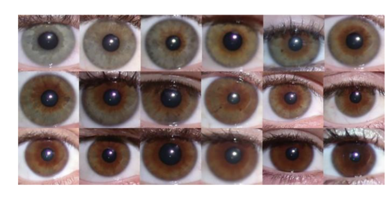 <ul><li><p>At least 8 genes determine the color of the human eye</p><ul><li><p>a greater number of genes = increased complexity in inheritance pattern</p></li></ul></li></ul><p></p>