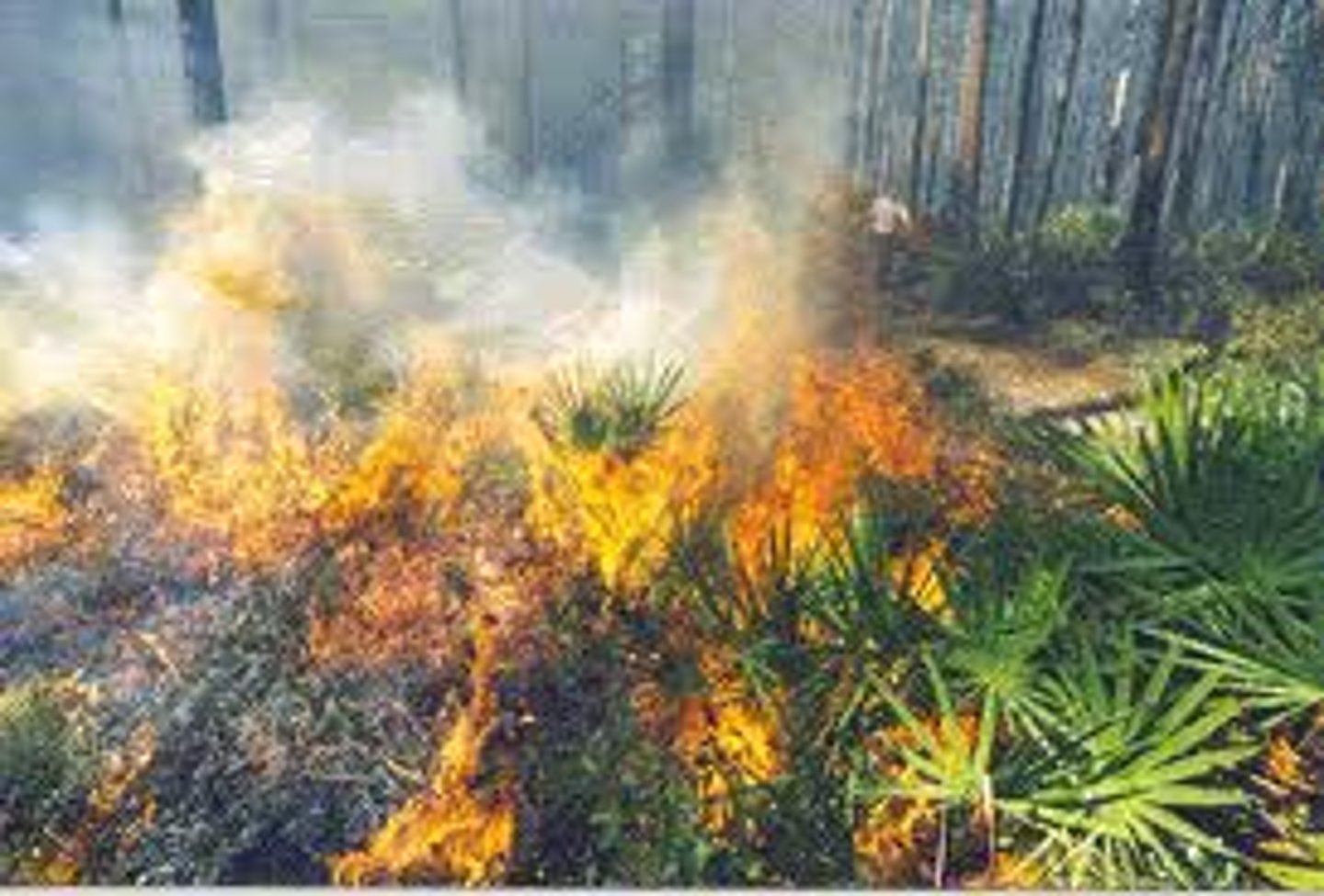 <p>= fires continue to burn underground and smoulder in winter months under the snow<br><br>=&gt; re-emerge early in the spring before lightning and human-caused ignitions begin again<br><br>=&gt; fuelled by methane deposits and insulated by layers of snow</p>