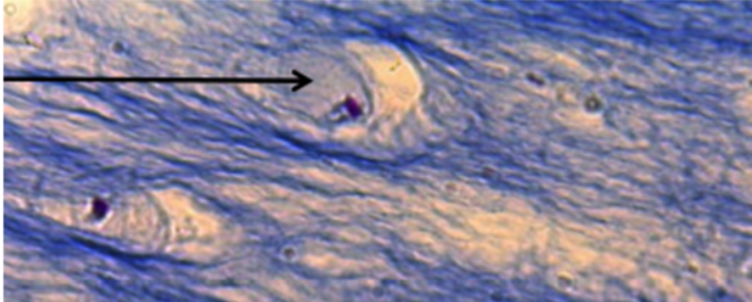 <ol><li><p>Tissue Type</p></li><li><p>Locations found</p></li><li><p>location specific functions</p></li><li><p>what cell is the arrow pointing to?</p></li></ol><p></p>