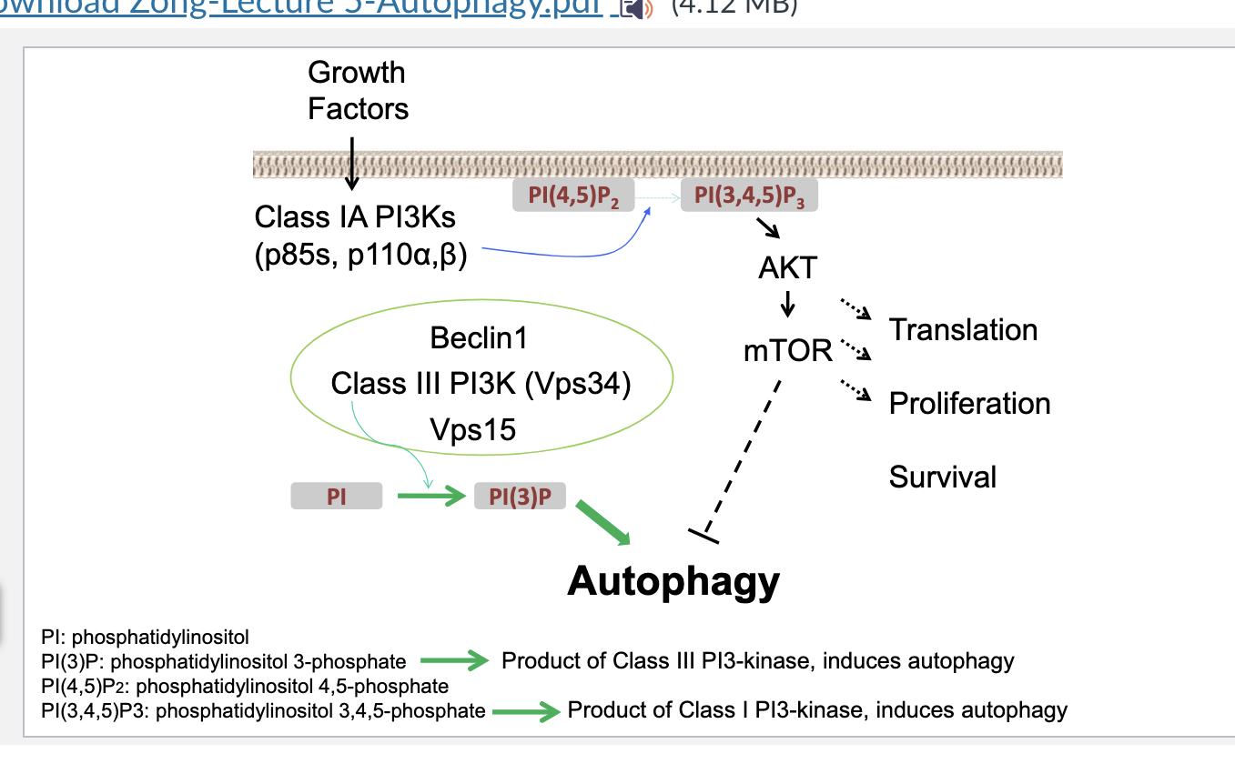 <p>growth factors cross into cell → activates <strong>class IA PI3Ks</strong> → converts <strong>PI(4,5)P<sub>2</sub> to PI(3,4,5)P<sub>3</sub> </strong>→ activates <strong>AKT</strong> → activates <strong>mTOR</strong> → promotes translation, proliferation, survival and <strong>inhibits autophagy</strong></p><p></p><p><strong>class III PI3Ks</strong> convert PI → PI(3)P → autophagy</p><p></p><p>so class IA = inhibits autophagy</p><p>class III = induces autophagy</p><p></p>