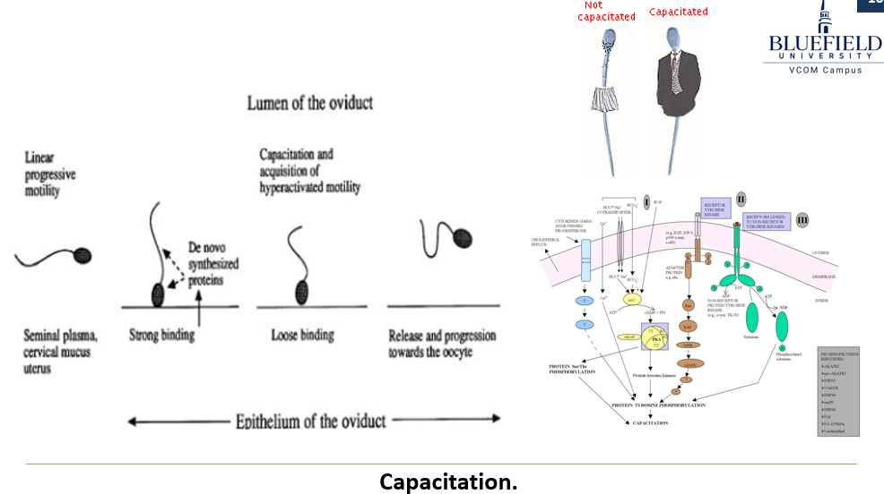 <p><strong>Capacitation</strong> is required </p>