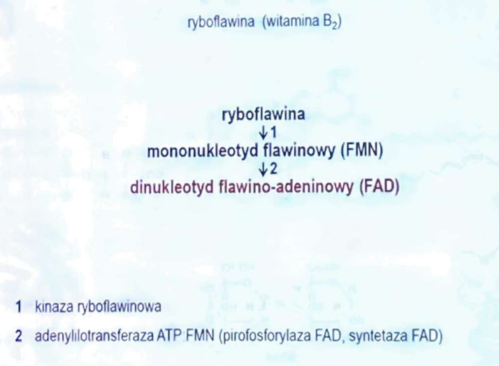 <p>fosforylację witaminy B2 (ryboflawiny) i dalszą adenylilację tego nukleotydu</p>