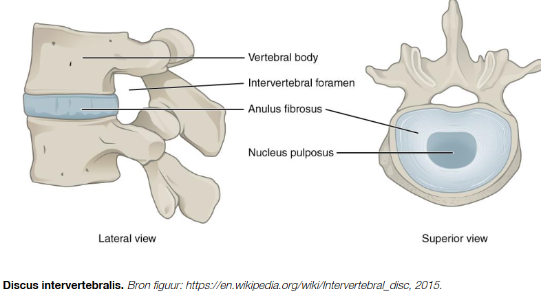 <ul><li><p>de wervel vormt zich rondom de chorda dorsalis</p></li><li><p>zorgt voor stijfheid van embryo. stevigheid. </p></li><li><p>Blijft bestaan in de kern van tussenwervelschijven: als<strong> nucleus pulposi</strong>.</p></li></ul><p></p>