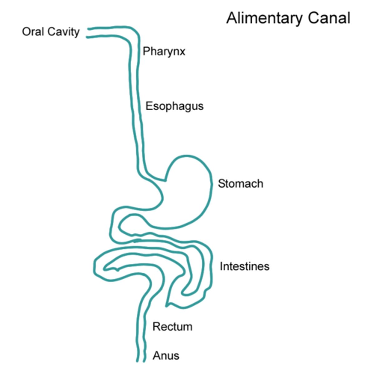 <p>Mouth<br>Oesophagus<br>(cardiac sphincter)<br>Stomach<br>(pyloric sphincter)<br>Small intestine<br>Duodenum<br>(^ Liver, Gallbladder)<br>(&lt; Pancreas)<br>Large intestine<br>Rectum<br>Anus</p>