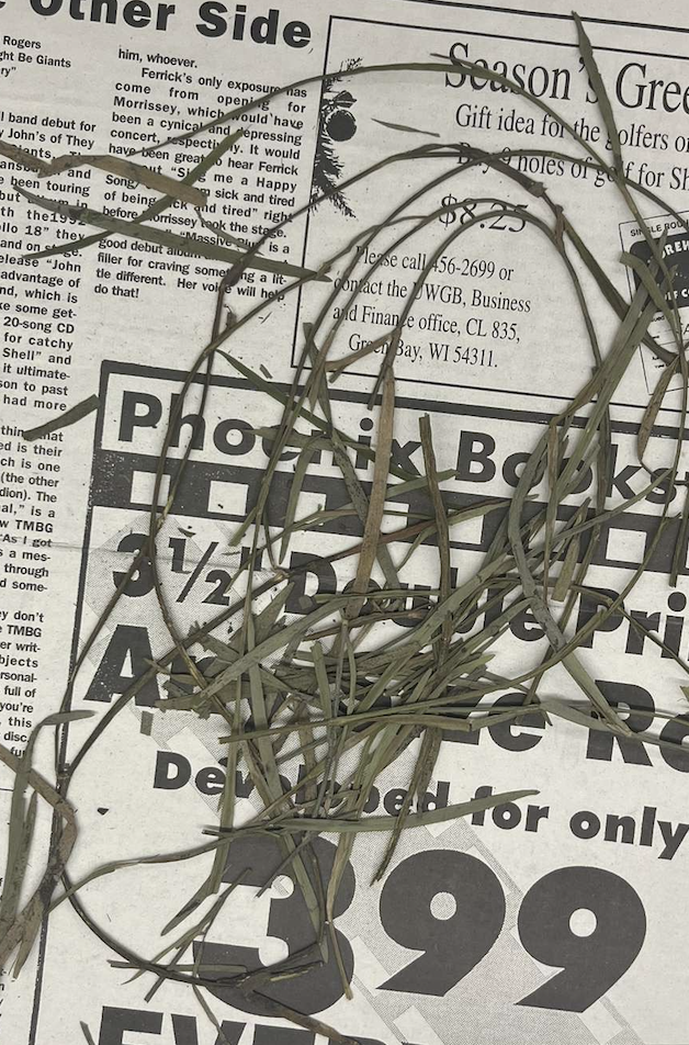 <p>plant?</p>