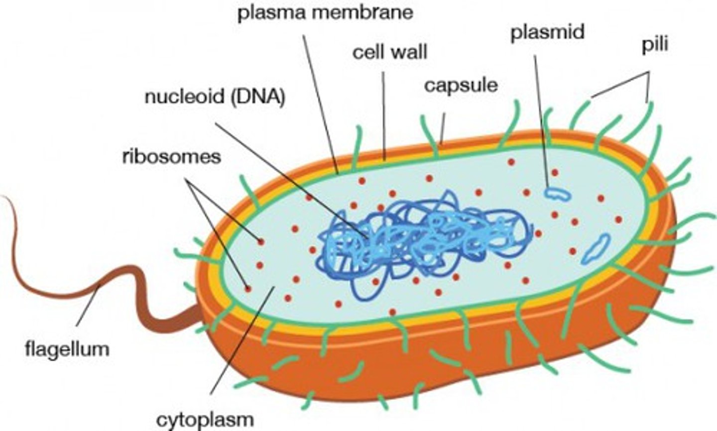 <p>do not have a nucleus or other membrane-bound organelles</p>