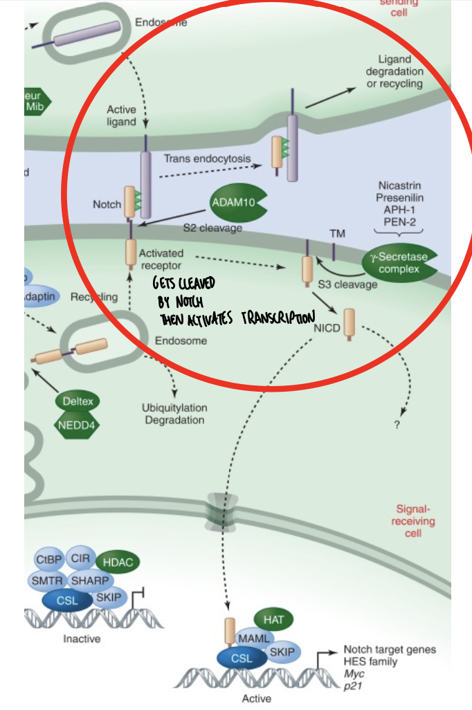 knowt flashcard image