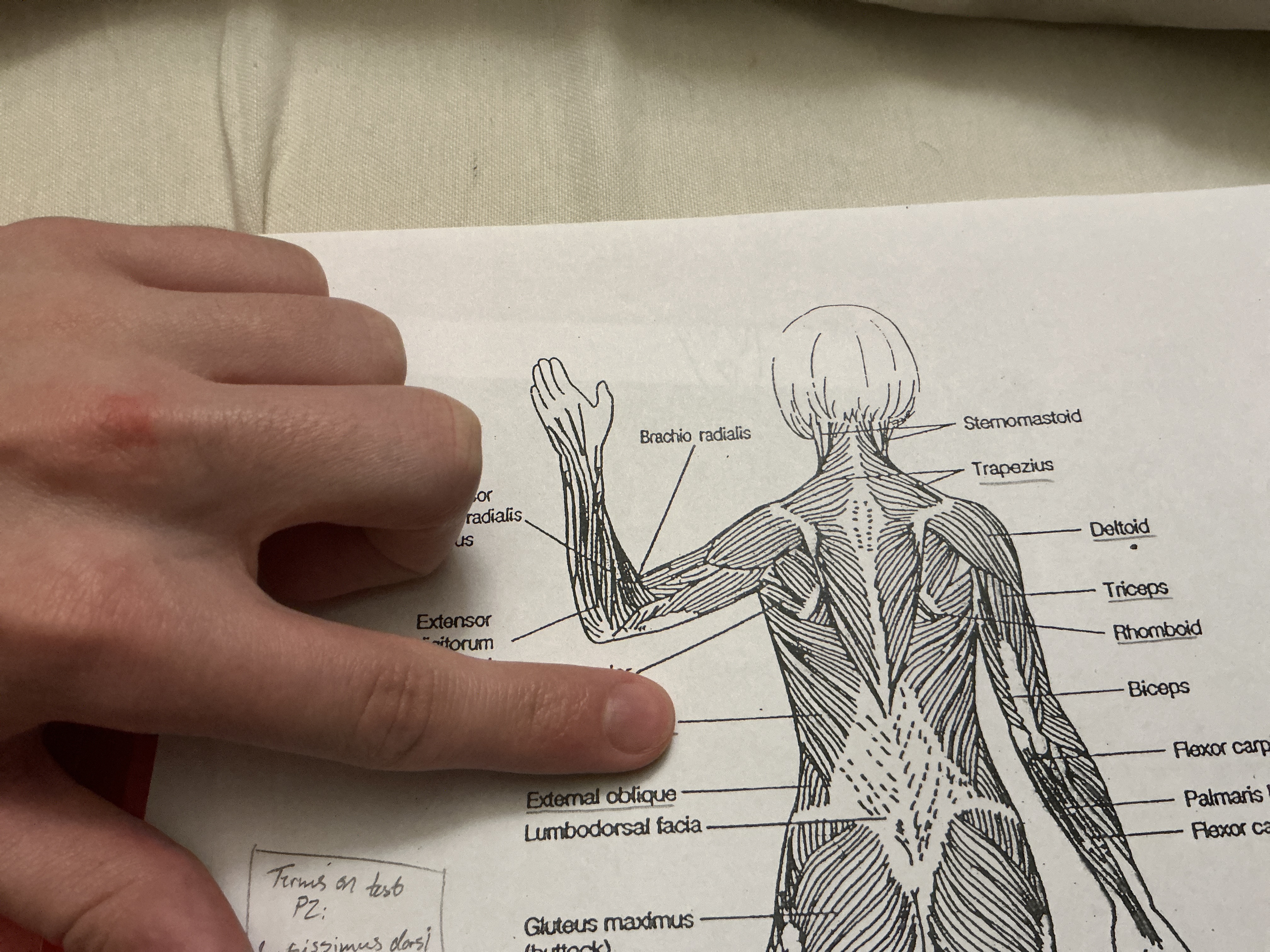 <p>a large, flat muscle on the back that helps with movements like pulling and rotating the shoulder. In short, it’s a major back muscle used in actions such as rowing or swimming.</p>