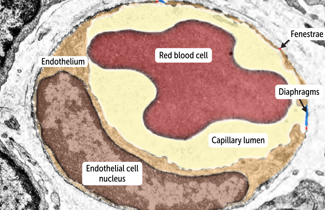 <p>Fenestrated capillaries </p><ul><li><p>more permeable than continuous capillaries </p></li><li><p>has tiny holes or pores (fenestrae) in the endothelial cells that allow the passage of substances across the capillary wall</p></li><li><p>Sometimes, the fenestrae are covered with thin membranes (or diaphragms) that allow greater control over which substances are allowed to pass through the capillary wall. </p></li><li><p>has an intact basement membrane. </p></li><li><p>found in the glomeruli of the kidney but also appear in the intestines, endocrine glands, and the pancreas. (These are tissues with more extensive transit of fluid and molecules between capillary and tissues)</p></li></ul><p></p>