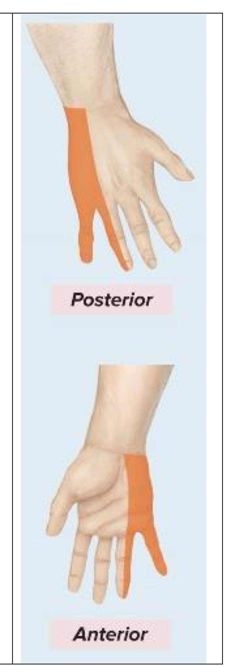 <p>Sensory innervation of ulnar nerve</p>