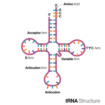 <p>Structure:</p><ul><li><p>single stranded</p></li><li><p>clover leaf shape</p></li></ul><p>Function:</p><ul><li><p>carry the correct amino acids to the ribosome during translation</p></li></ul>