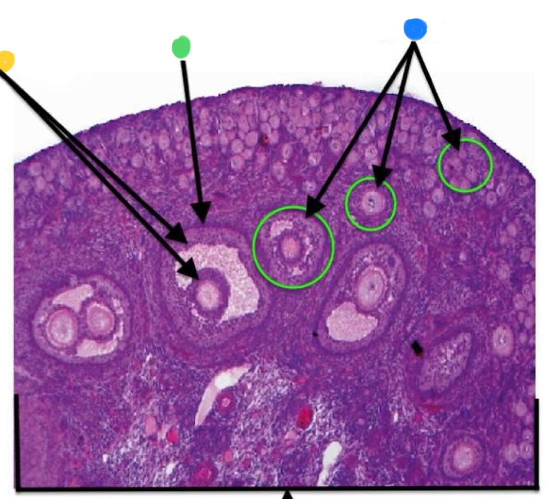 <p>Theca Cells</p>
