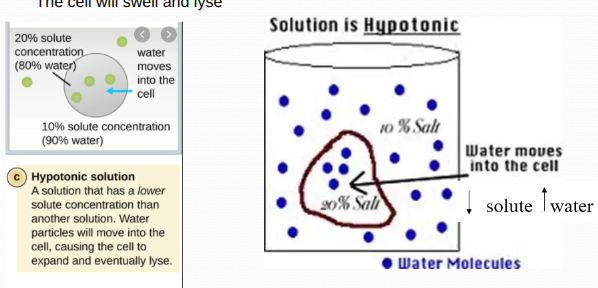 <ol><li><p>Solute concentration is less than that inside the cell; cell gains water</p></li><li><p><span style="background-color: transparent; font-size: 1.6rem;"><span>Hypo= low...the solute is low in a solution</span></span></p></li><li><p><span style="background-color: transparent; font-size: 1.6rem;"><span>when the solute is low the water is high, the cell will swell and lyse</span></span></p></li></ol><p></p>