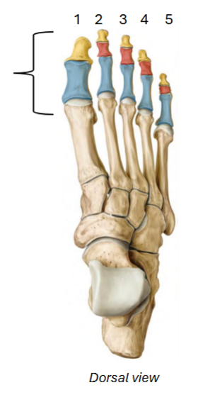 <p>Blue / red / yellow of <strong>phalanges</strong></p>