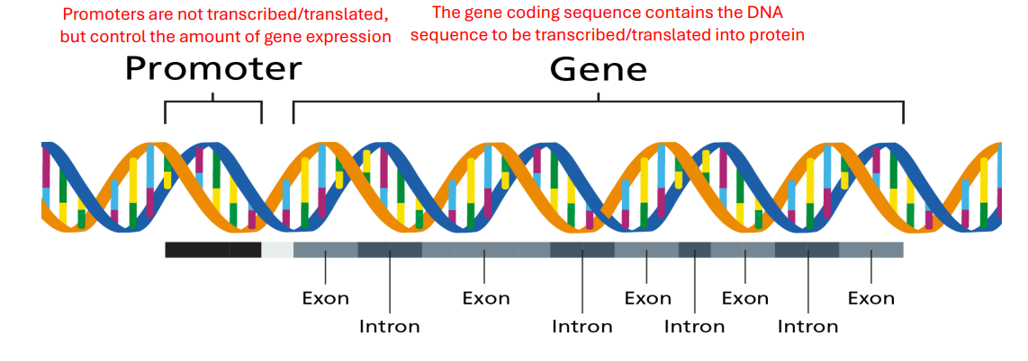 <p><strong>Gene</strong>s make up a portion of the genome</p><p>• A gene is a specific sequence of DNA that encodes for either RNA or Protein</p>
