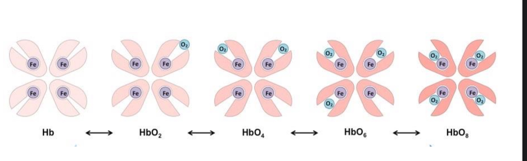 <p>The process of oxygen transportation </p>