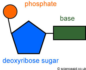 <p>monomer of nucleic acids made up of a 5-carbon sugar, a phosphate group, and a nitrogenous base</p>