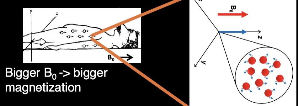 <p>Protons with mag. mom. point slightly towards B<sub>0</sub>- there is net magnetization </p>