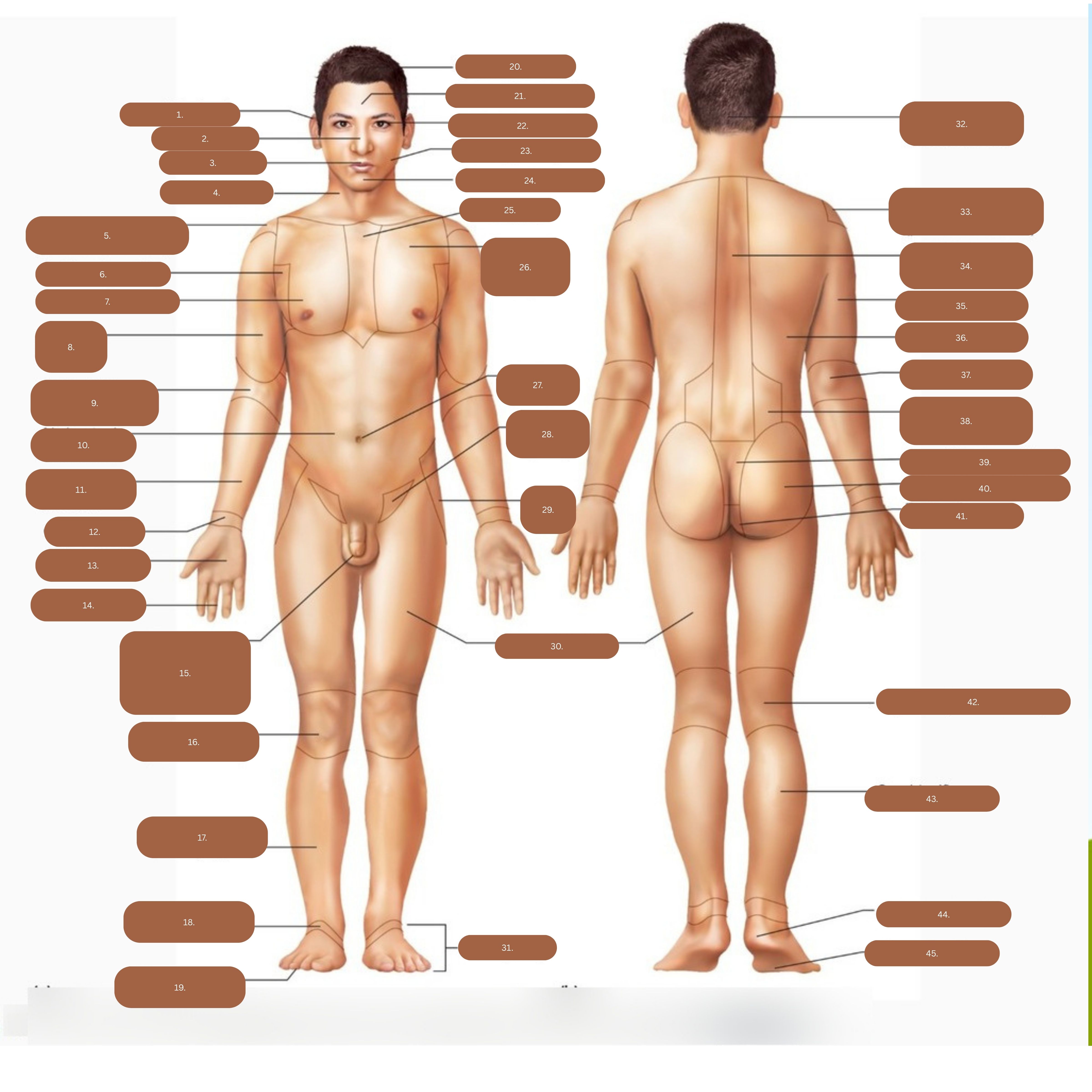 <p>Brachial (arm)</p>