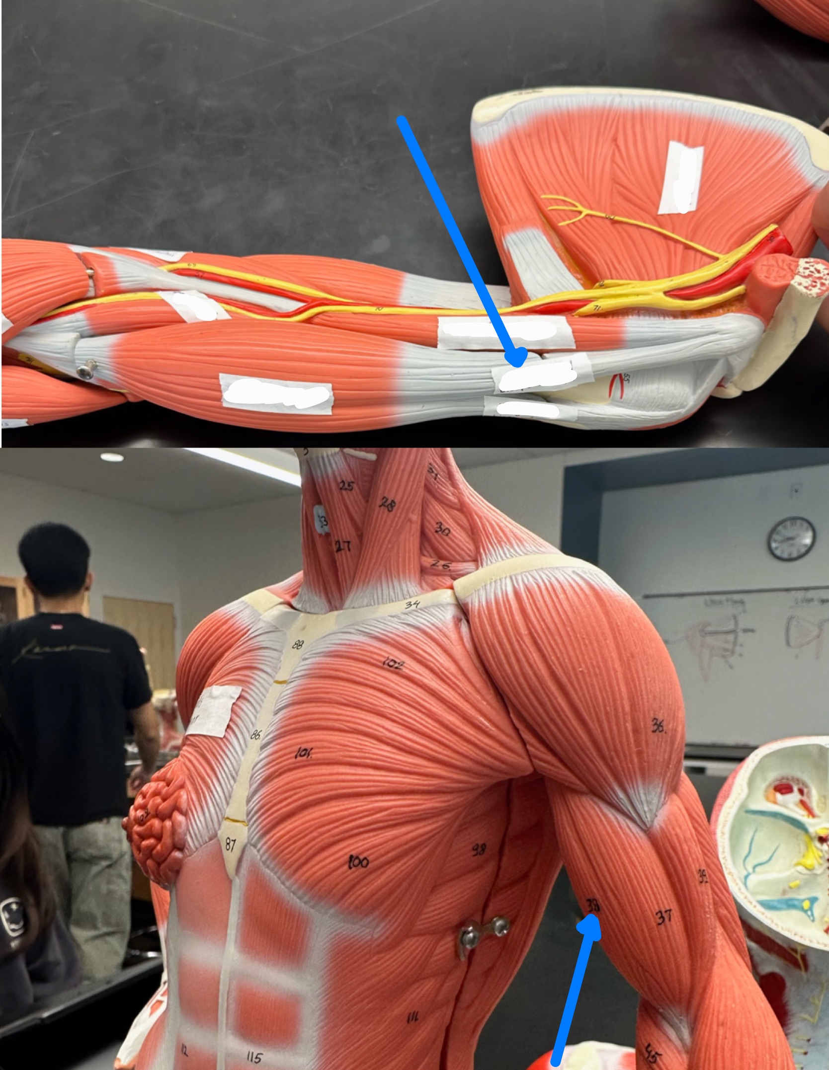 <p>ID muscle</p>