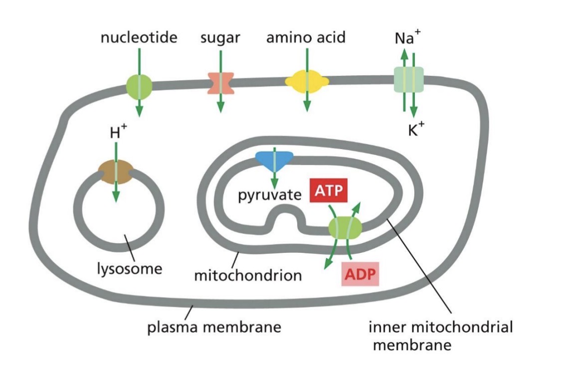 <p>Transmembrane transport protein</p><ul><li><p>creates protein-lined path across membrane</p></li><li><p><span style="color: rgb(111, 255, 246);">transport polar and charged molecules</span></p></li></ul><p><span style="color: yellow;">Transport proteins are selective</span></p><ul><li><p><span style="color: yellow;">transports specific molecules</span></p></li></ul><p>Different cell membranes have different proteins</p><p></p>