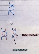 <p>The replication process in which one DNA strand is conserved, whereas the other strand is newly synthesised.</p>