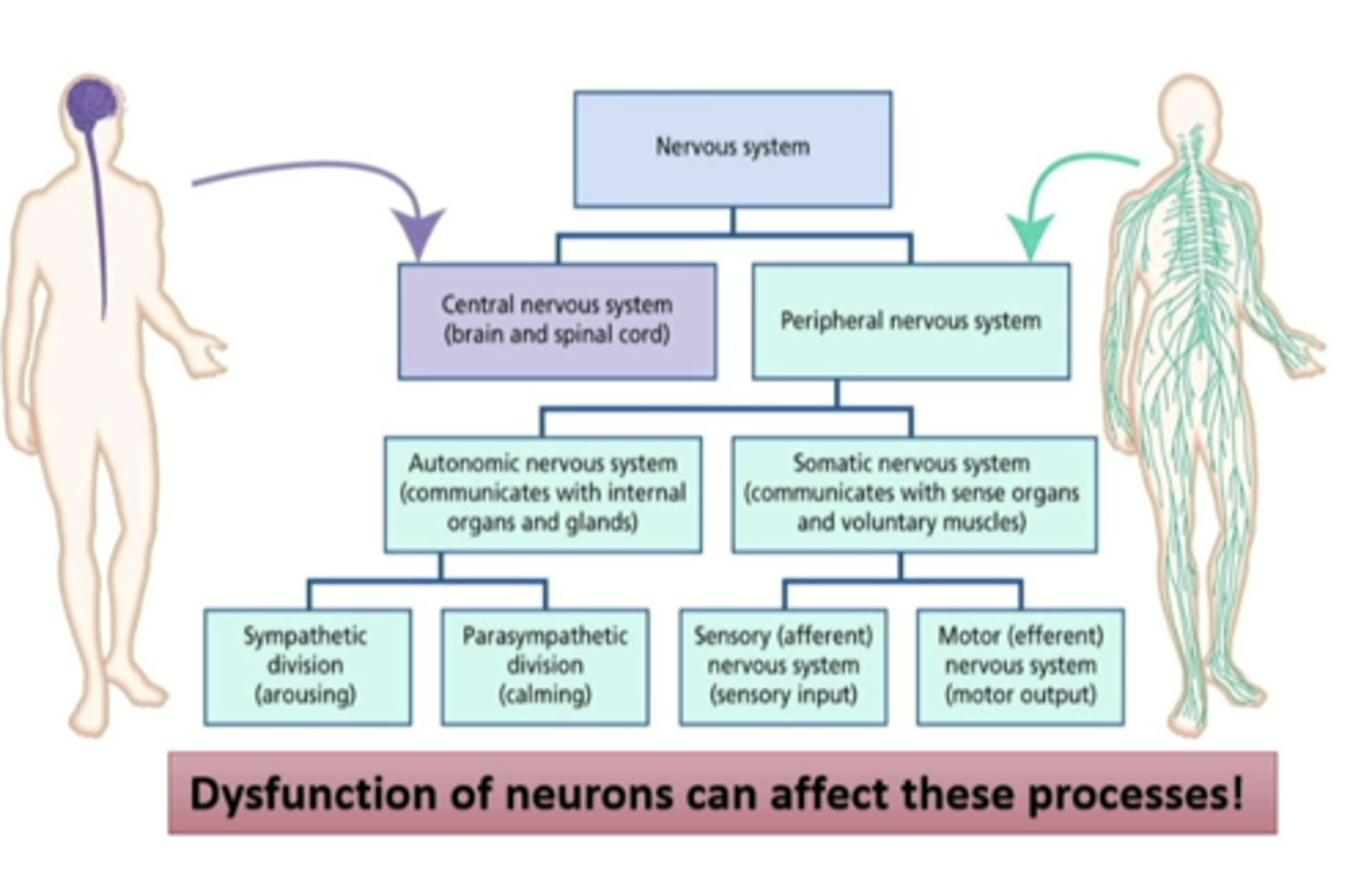 <p>a cell of the nervous system that is specialized to initiate, integrate, and conduct electrical signals to other cells</p>