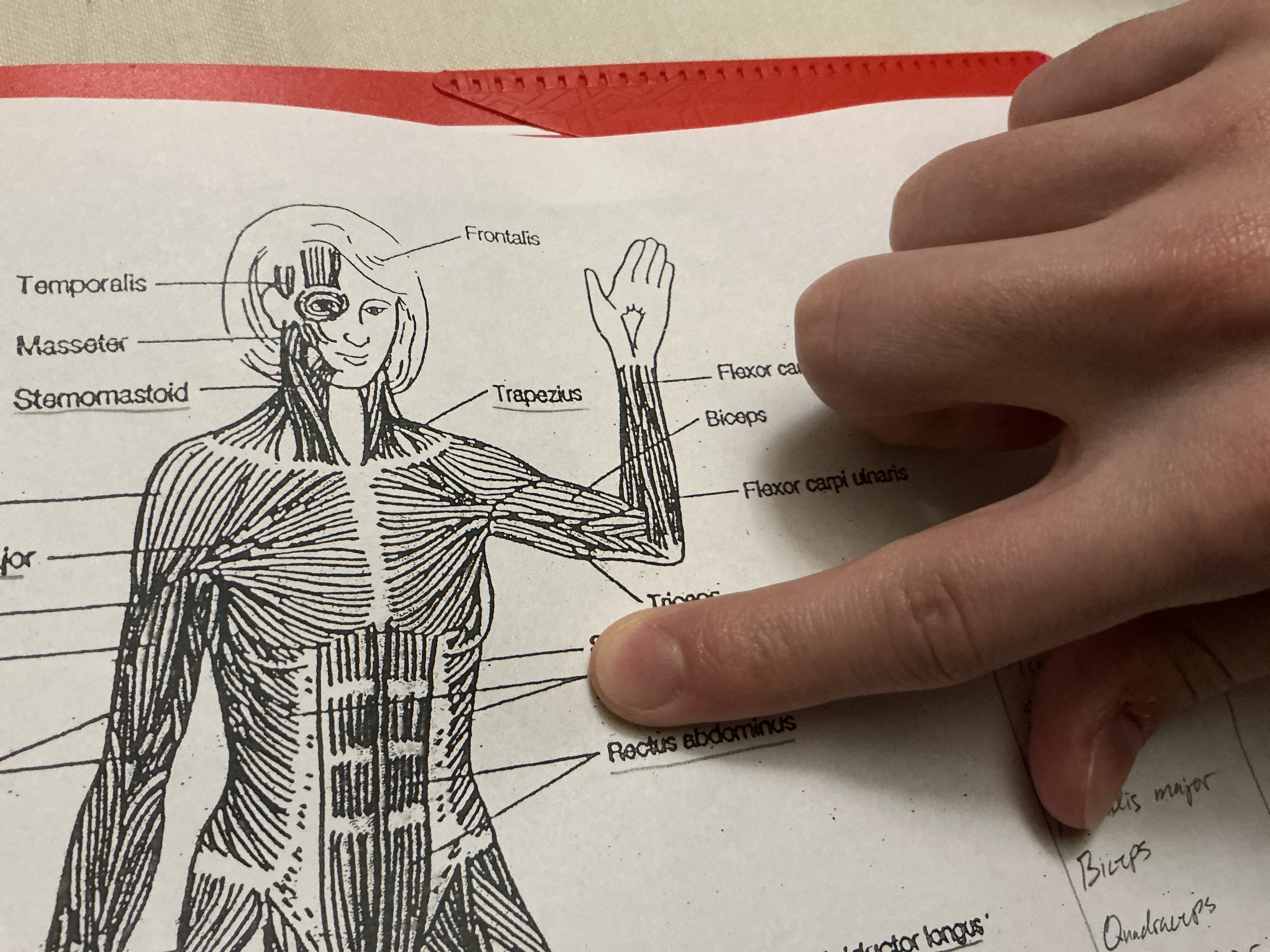 <p><span><span> a broad, thin, superficial muscle located on the lateral and anterior parts of the abdomen. It originates from the lower eight ribs (ribs 5–12) and runs diagonally downward and medially toward the linea alba, the pubic tubercle, and the iliac crest. Its main functions include trunk rotation, lateral flexion of the spine, and assisting in compressing the abdominal contents, which helps with respiration and core stability.</span></span></p>