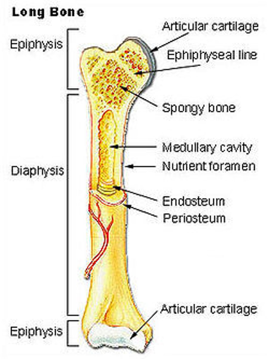 <p>diaphysis (tubular shaft forms long axis with compact bone surrounding medullary cavity); epiphyses (expanded ends of bone with external compact bone and internal spongy bone); articular cartilage covers articular surfaces; between is epiphyseal line (remnant of childhood bone growth at epiphyseal plate)</p>