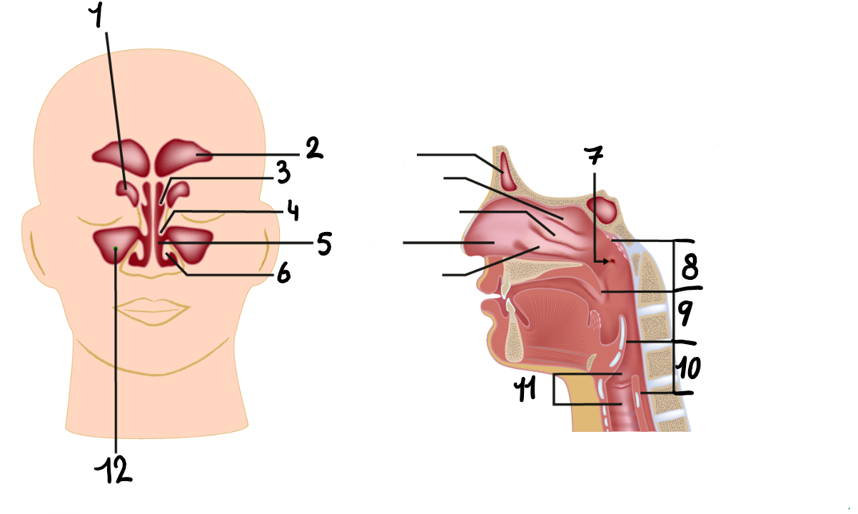 <p>Wat hoort bij nummer 1? </p>